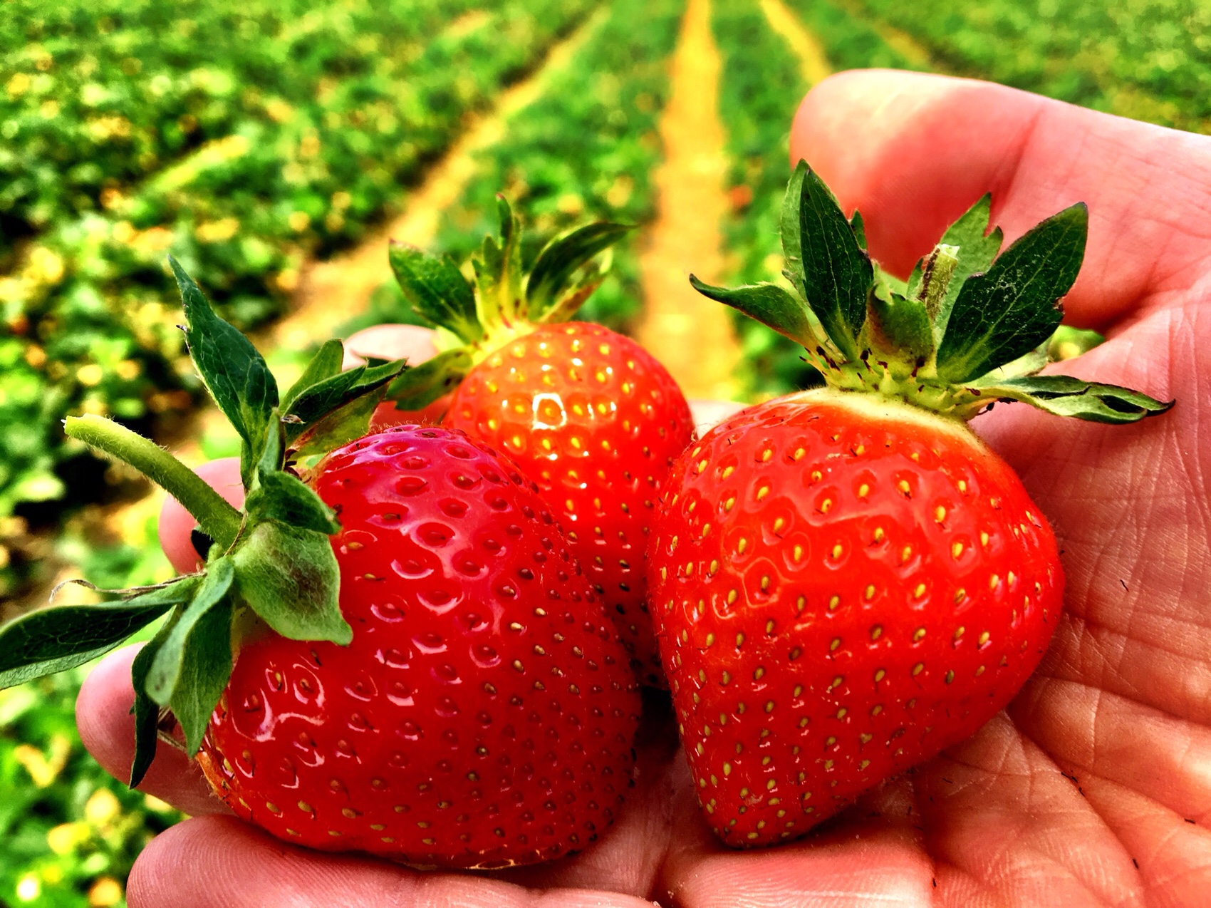 Poland, Polish strawberry, Malling Centenary, strawberry, Polish farm, 
