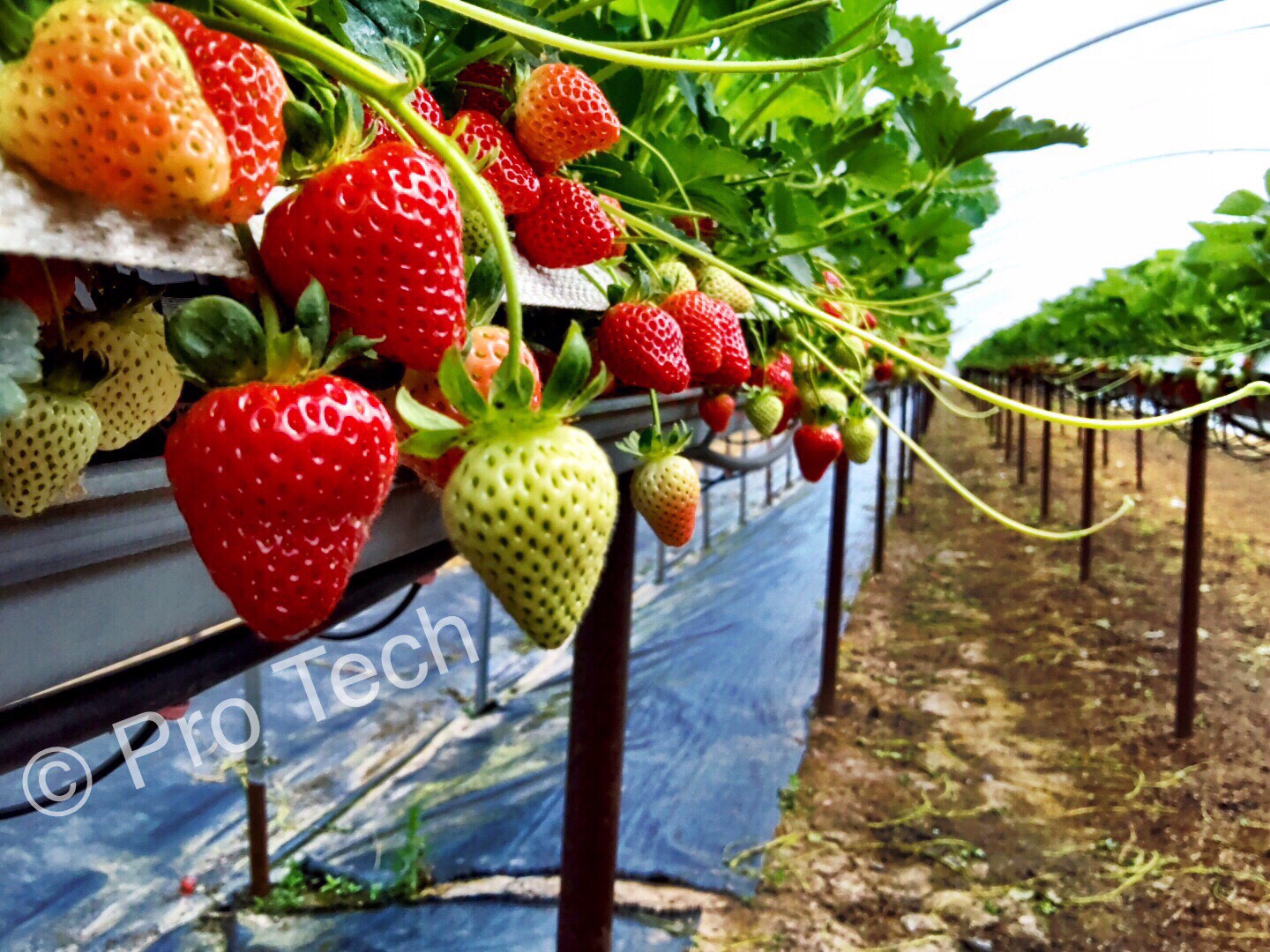 Fruit Focus, Protech growing systems, flat sided oval tube, commercial greenhouse, greenhouse polythene, growing systems, farming innovations, suspended strawberries tabletops, polythene repair tape, oval tube multi bay tunnels, strawberry Spanish Tunnels, 